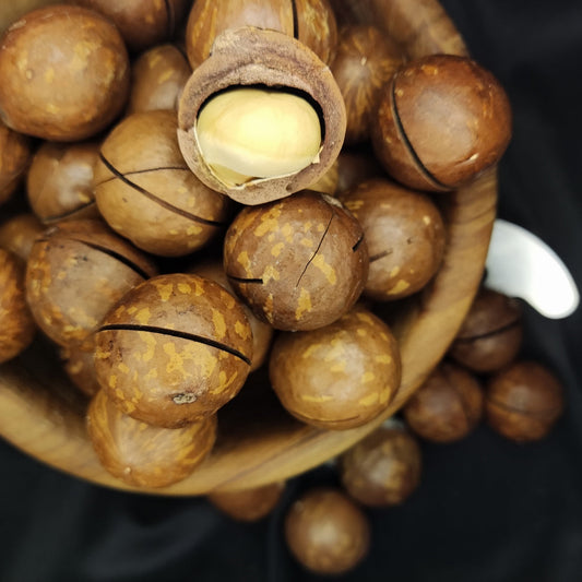 Macadamias . In Shell